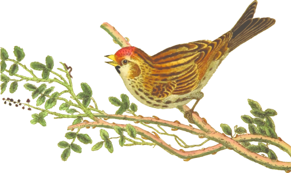 Зимующих птицах для детей Чиж