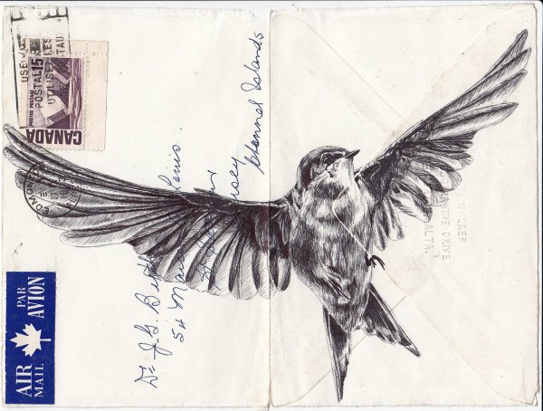 Чиж птица на белом фоне