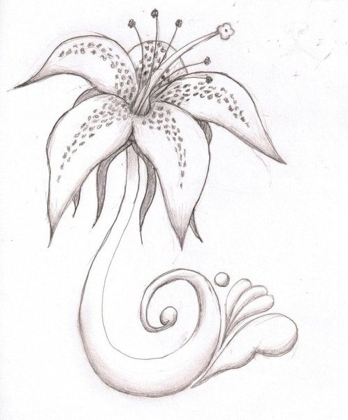 Лилии рисунок карандашом