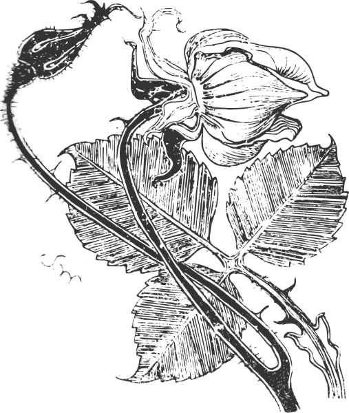 Необыкновенные цветы рисунок карандашом