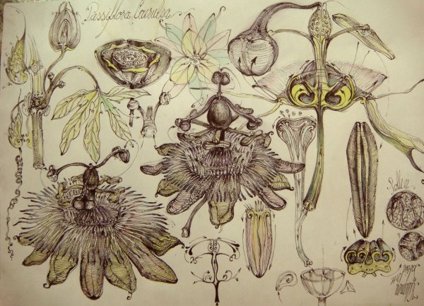 Пассифлора ботаника