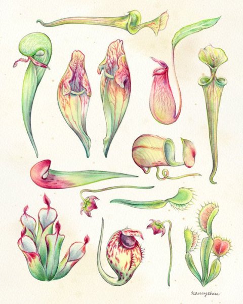 Рисуем необычные цветы