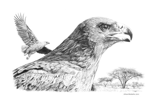 Орел рисунок чб