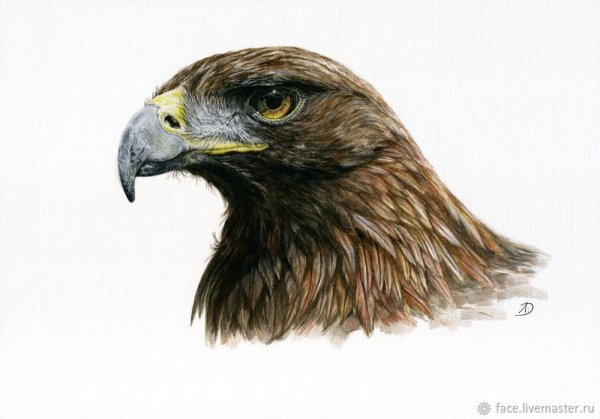 Беркут акварель