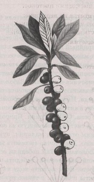 Ягода Волчье лыко раскраска