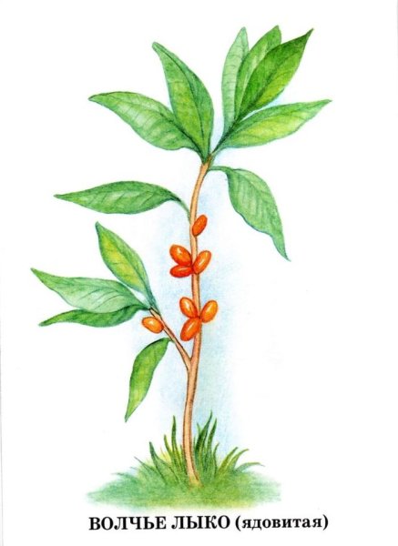 Волчье лыко рисунок