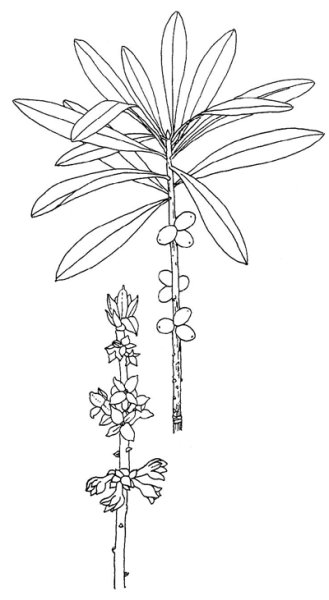 Волчье лыко в черно белом