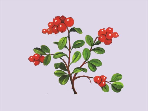 Брусника и Волчья ягода