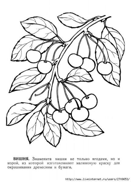 Волчье лыко раскраска для детей