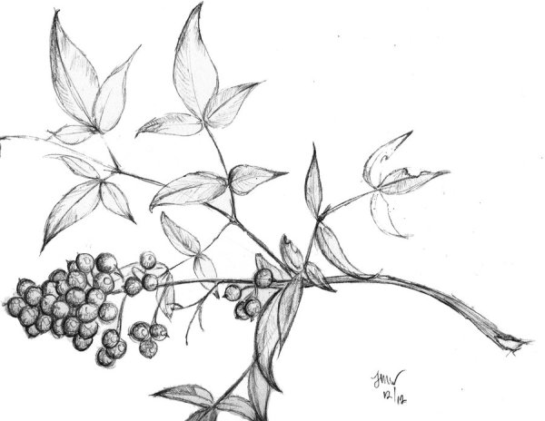 Волчья ягода раскраска