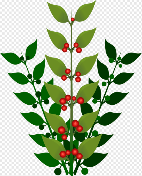 Волчья ягода ветка