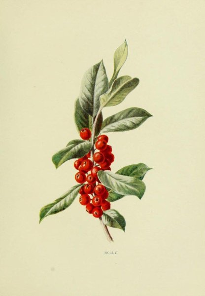 Волчье лыко ботаника