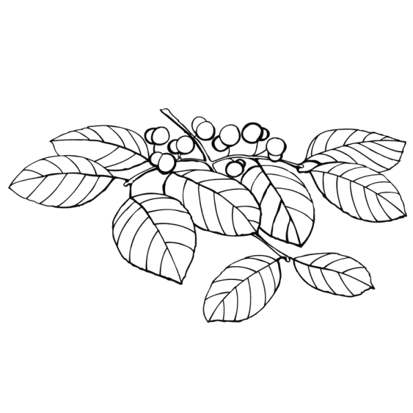 Волчье лыко контур