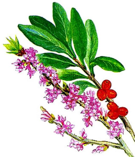 Волчье лыко