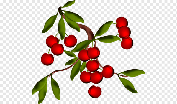 Веточки волчьего лыка