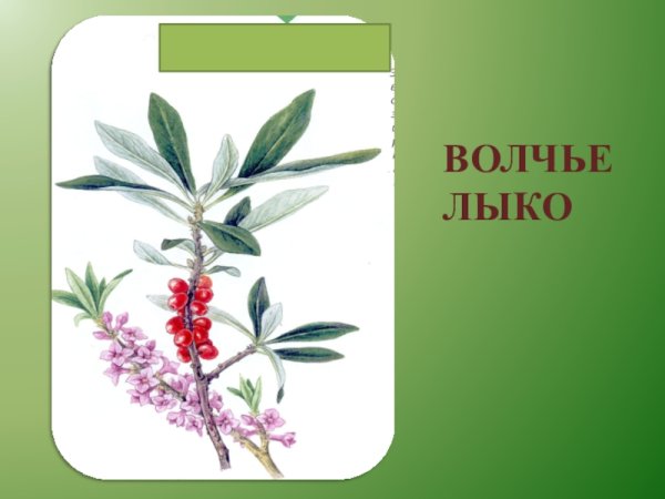 Волчье лыко растение