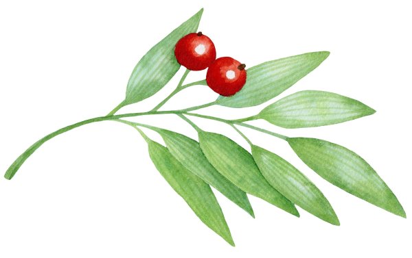 Волчья ягода на белом фоне