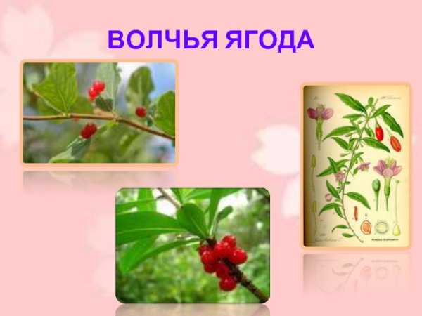 Волчья ягода для детей