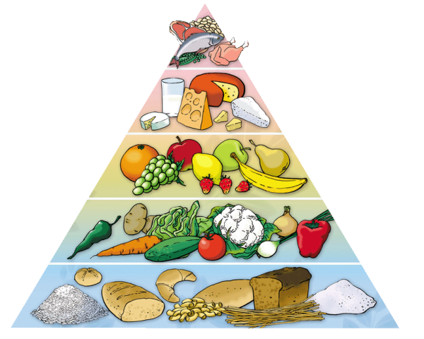 Пищевая пирамида Уолтера виллетта
