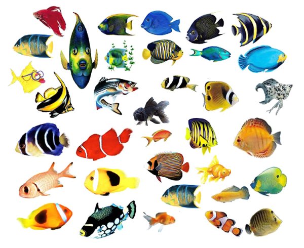 Морские рыбки