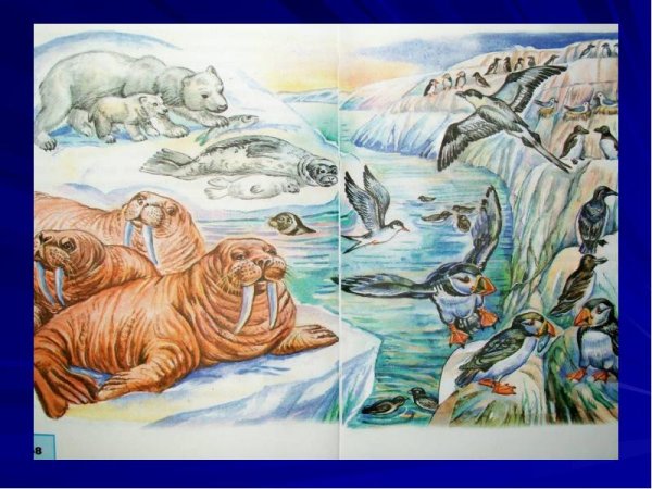 Природные зоны иллюстрации