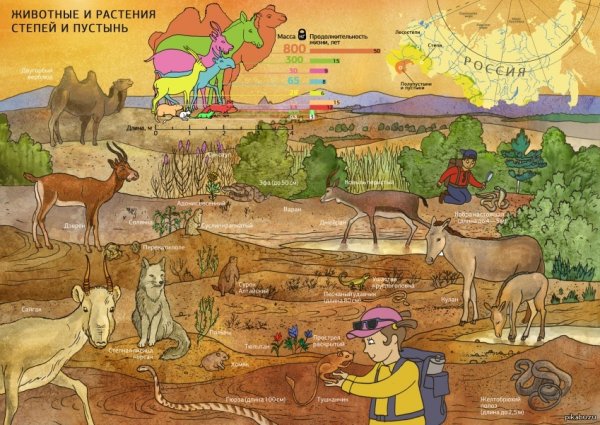 Тундра рисунок