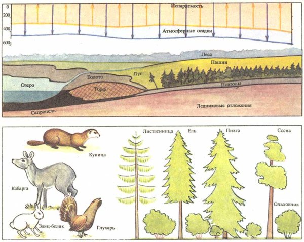 Тайга смешанный лес широколиственный лес 4 класс