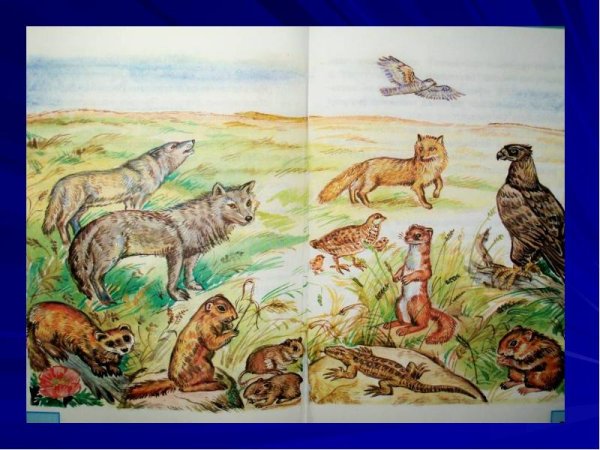 Природные зоны иллюстрации