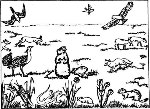 Тундра для детей дошкольников