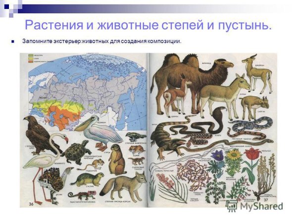 Природное сообщество лес