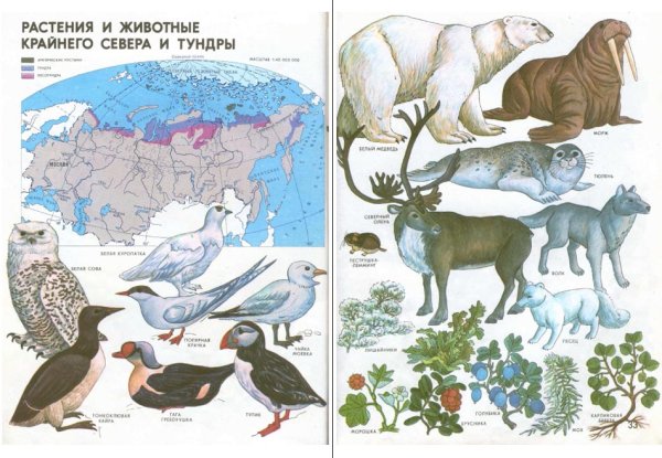 Животные саванны