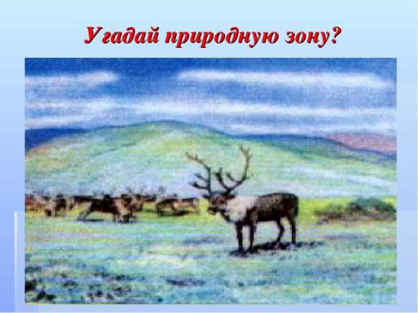 Животные Арктики раскраска