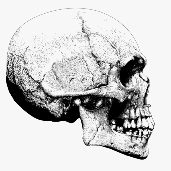 Череп сбоку