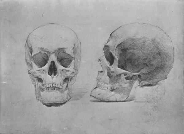 Череп человека Академический сбоку