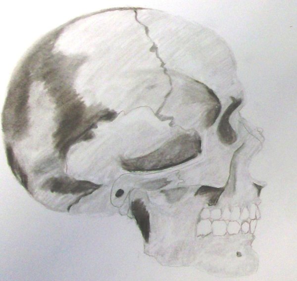 Череп человека в профиль анатомия
