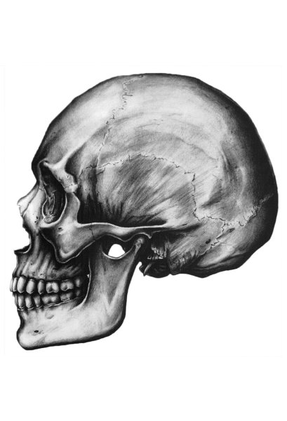 Череп человека анфас и профиль
