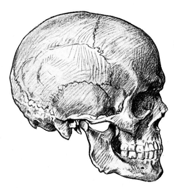 Череп сбоку карандашом