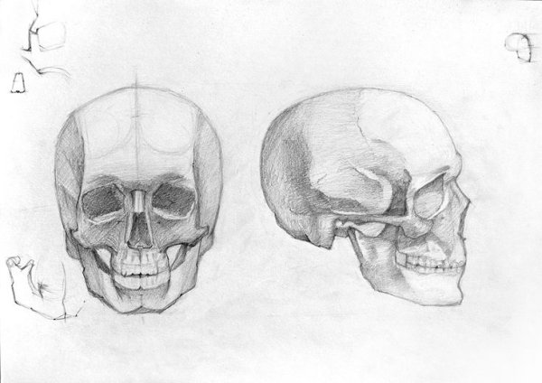 Череп сбоку