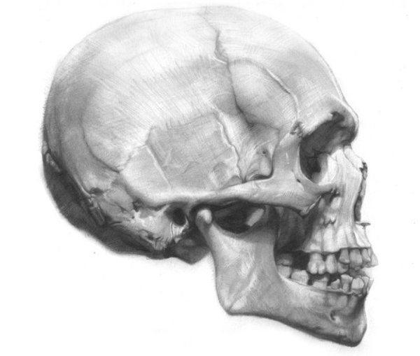 Череп человека Академический сбоку