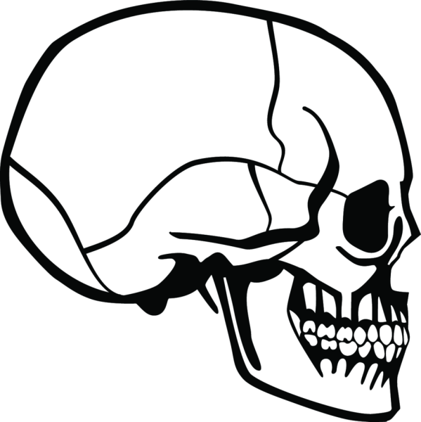 Череп в профиль