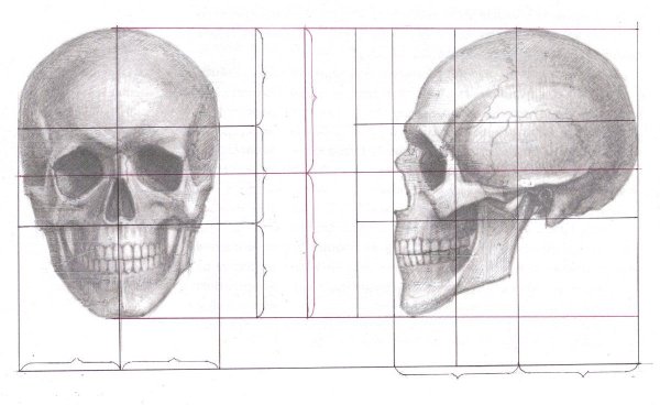 Череп человека для рисования