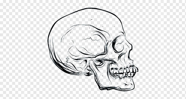 Нарисованный череп в профиль