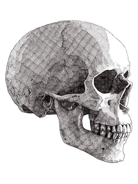 Череп вид сбоку рисунок