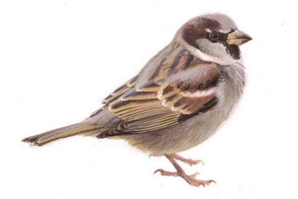 Воробей на белом фоне