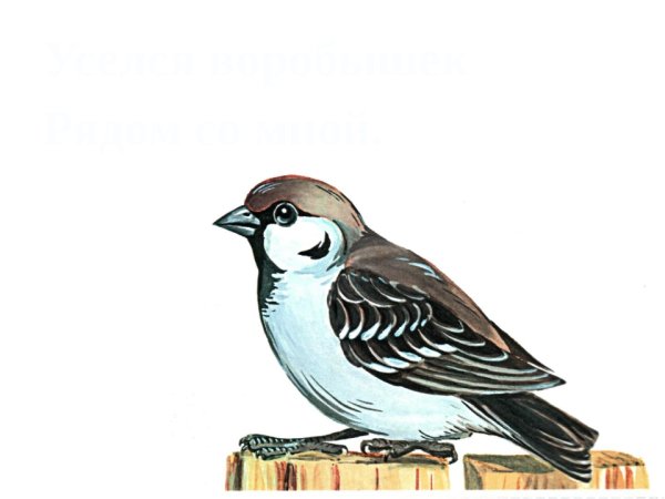 Воробей для детей