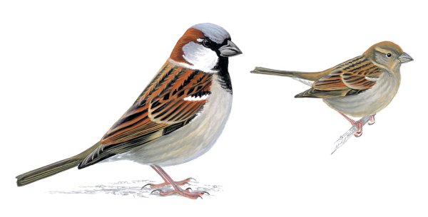 Воробей на белом фоне