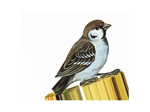 Воробей рисунок для детей