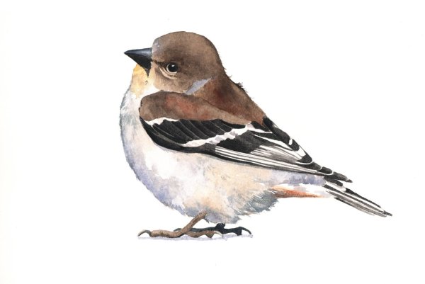 Воробей рисунок акварелью