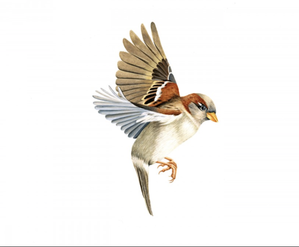 Воробей в полете