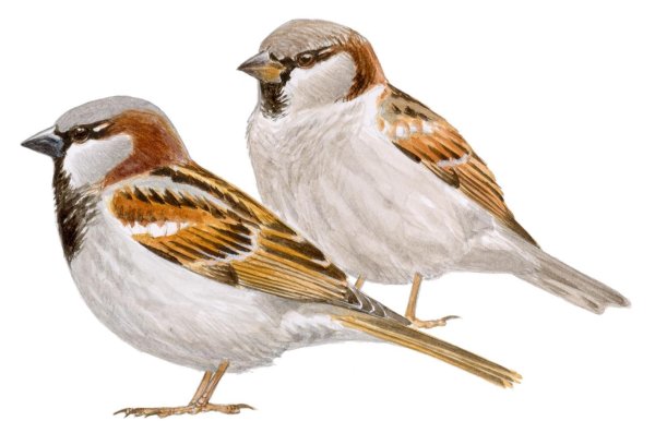 Воробей на прозрачном фоне